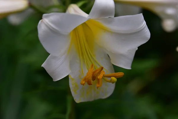 Hermosa Flor Que Crece Jardín Día Soleado — Foto de Stock