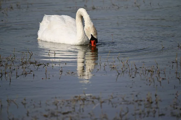 Schöner Schwan Schwimmt Sommertag Auf Der Wasseroberfläche Des Sees — Stockfoto