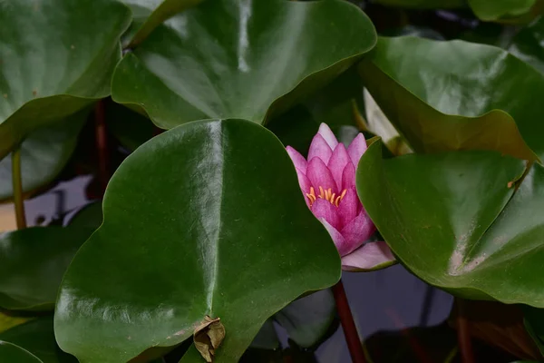 Schön Blühender Lotus Der Sommertag Teich Wächst — Stockfoto