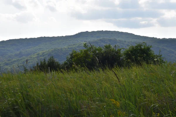 View Meadow Countryside Forest Summer Sunny Day — Stock Photo, Image