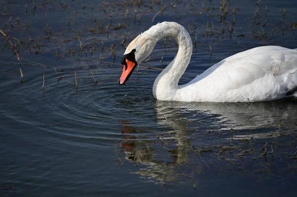 Belo Cisne Nadando Superfície Água Lago Dia Verão — Fotografia de Stock