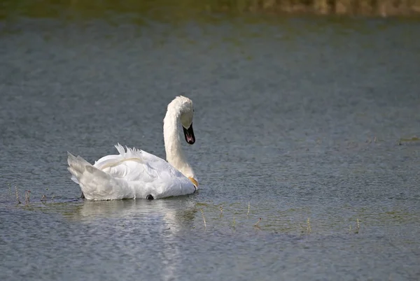 아름다운 백조는 여름철에는 호수의 위에서 헤엄친다 — 스톡 사진