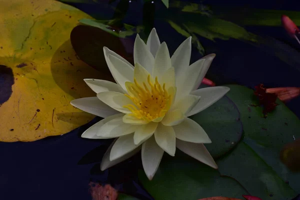 Gyönyörű Virágzó Lótusz Nyári Napon — Stock Fotó