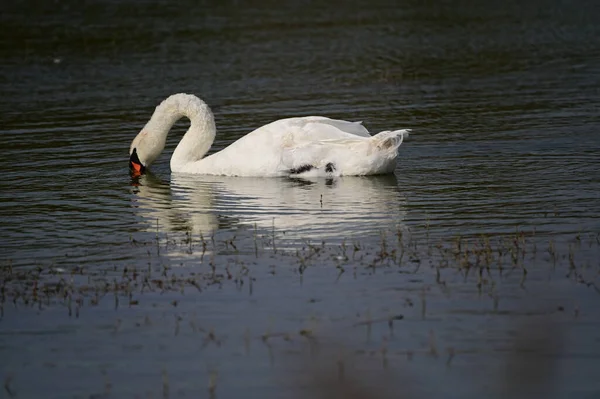 Όμορφη Swan Κολύμπι Στην Επιφάνεια Του Νερού Της Λίμνης Την — Φωτογραφία Αρχείου