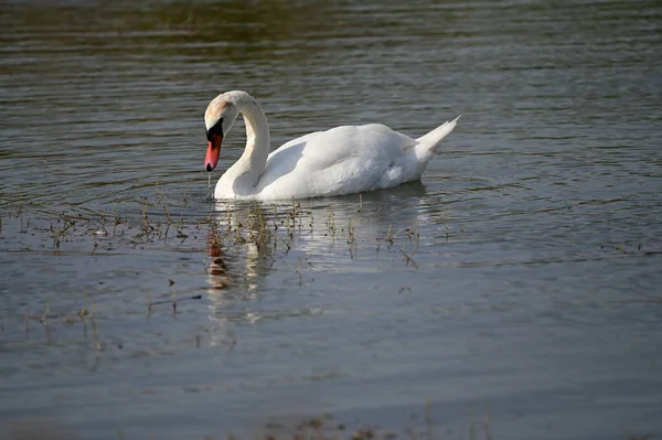 Beautiful Swan Swimming Lake Water Surface Summer Day — Stock Photo, Image