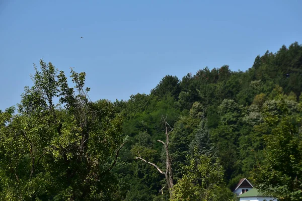 Landskap Grön Sommar Skog Blå Himmel Bakgrund — Stockfoto