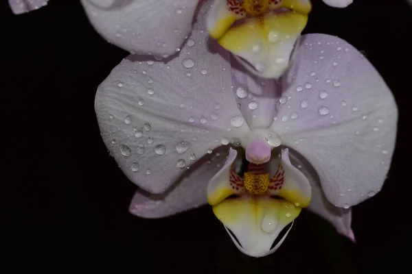 Gyönyörű Orchidea Virágok Sötét Háttérrel Nyári Koncepció Közelkép — Stock Fotó
