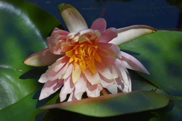 Bela Flor Lótus Crescendo Lagoa Dia Verão — Fotografia de Stock