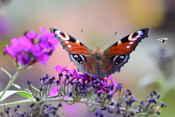 Πεταλούδα Όμορφα Λουλούδια Που Αναπτύσσονται Στον Κήπο Καλοκαίρι Ηλιόλουστη Μέρα — Φωτογραφία Αρχείου