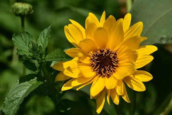 Hermosas Flores Que Crecen Jardín Verano Día Soleado — Foto de Stock