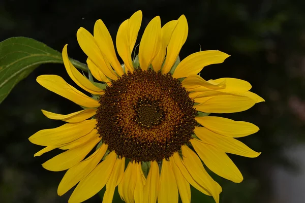 Mooie Bloemen Groeien Tuin Zomer Zonnige Dag — Stockfoto