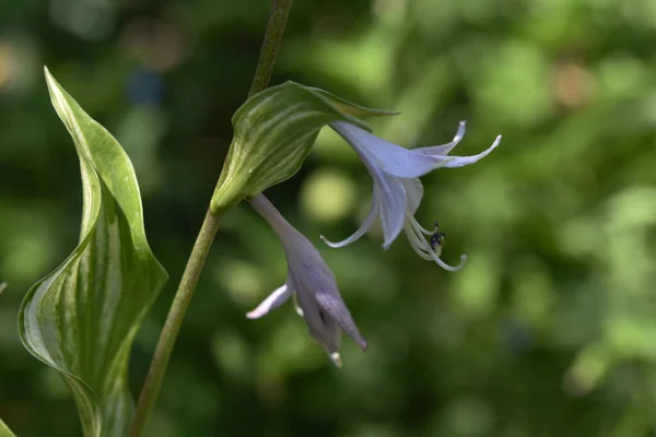 Hermosas Flores Que Crecen Jardín Verano Día Soleado — Foto de Stock