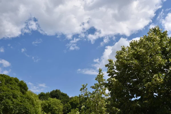 Paisaje Verde Bosque Verano Sobre Fondo Azul Cielo —  Fotos de Stock