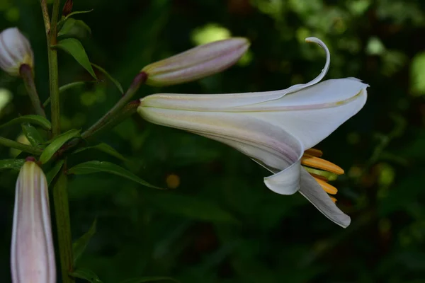 Schöne Lilien Wachsen Garten Sonnigen Sommertag — Stockfoto