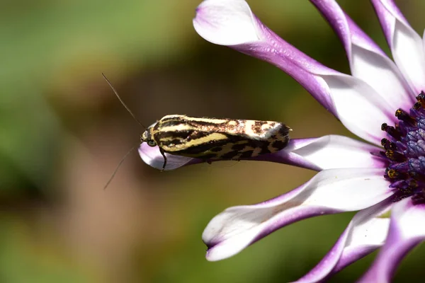 Insecte Sur Belle Fleur Poussant Dans Jardin Jour Ensoleillé — Photo