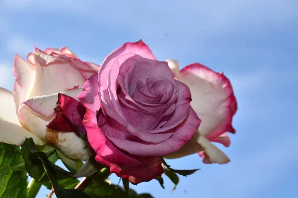 Красивые Цветы Розы Голубом Фоне Неба — стоковое фото