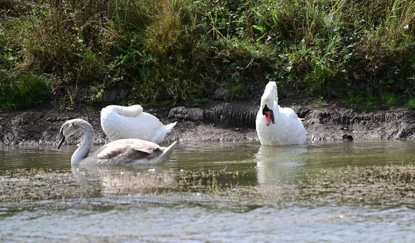 Belos Cisnes Nadando Superfície Água Lago Dia Verão — Fotografia de Stock