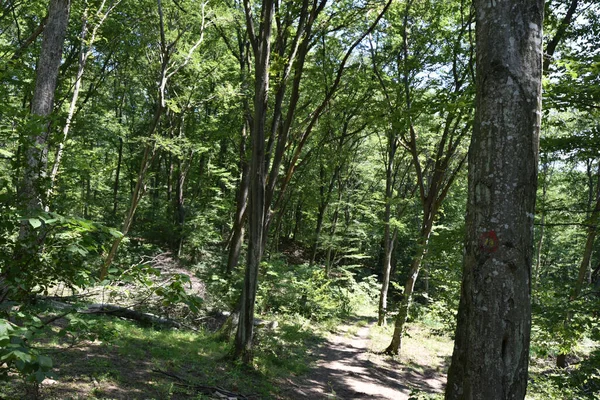 Uitzicht Herfstbomen Het Bos — Stockfoto