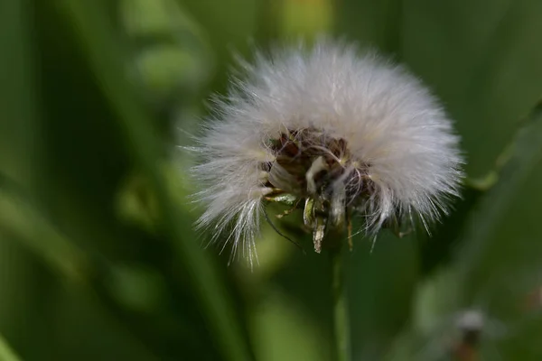 Schöne Blume Die Sonnigen Tagen Garten Wächst — Stockfoto