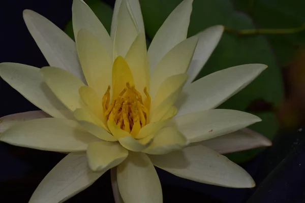 Bela Flor Lótus Crescendo Lagoa Dia Verão — Fotografia de Stock