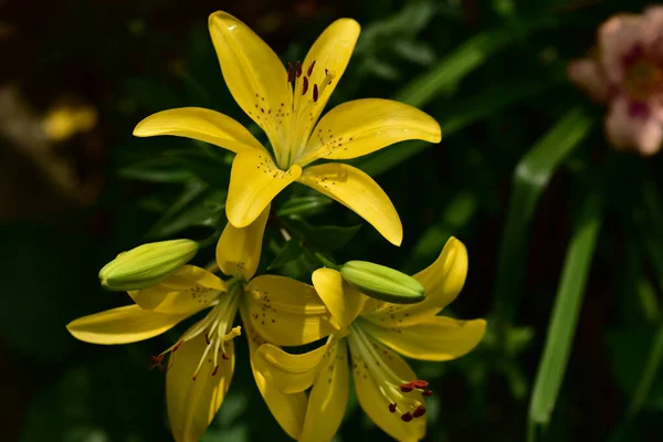 Beaux Lis Poussant Dans Jardin Journée Ensoleillée Été — Photo