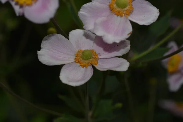 Belles Fleurs Poussant Dans Jardin Journée Ensoleillée Été — Photo