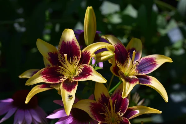 Hermosas Flores Que Crecen Jardín Verano Día Soleado —  Fotos de Stock
