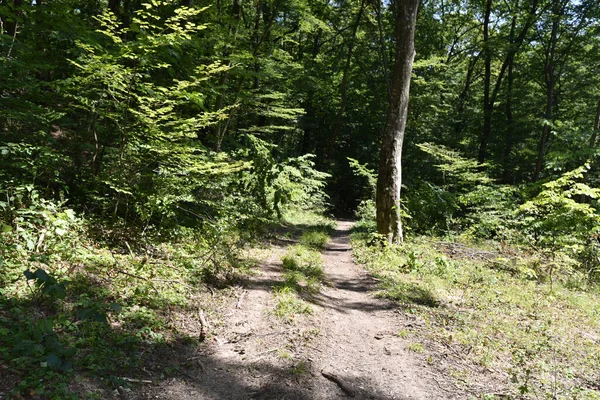 Uitzicht Herfstbomen Het Bos — Stockfoto