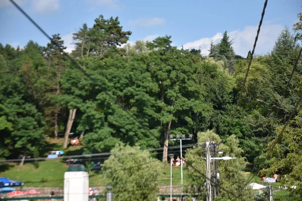 Elektrické Vires Zeleném Lesním Pozadí — Stock fotografie