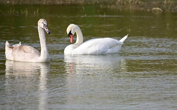 Belos Cisnes Nadando Superfície Água Lago Dia Verão — Fotografia de Stock