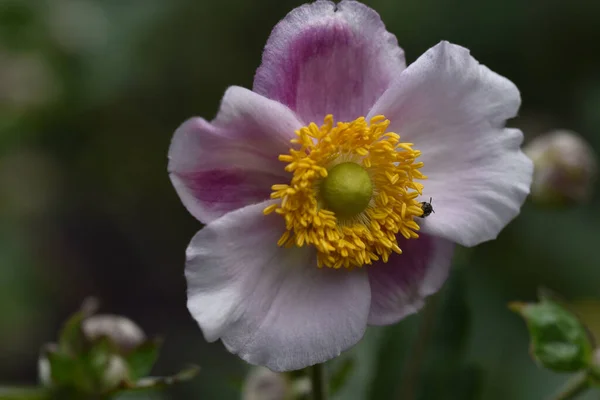 Vackra Blommor Xer Trã Dgã Rden Sommaren Solig Dag — Stockfoto