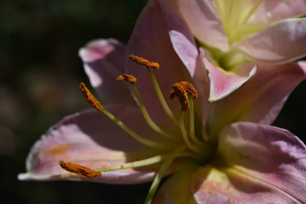 Lindos Lírios Crescendo Jardim Dia Ensolarado Verão — Fotografia de Stock