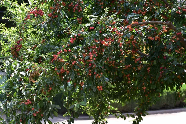 Pruimenboom Met Rijp Fruit Close Voorjaarsconcept — Stockfoto