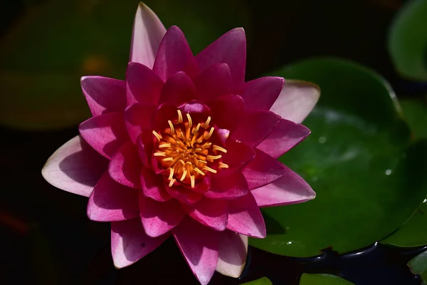 Beautiful Blooming Lotus Growing Pond Summer Day — Stock Photo, Image