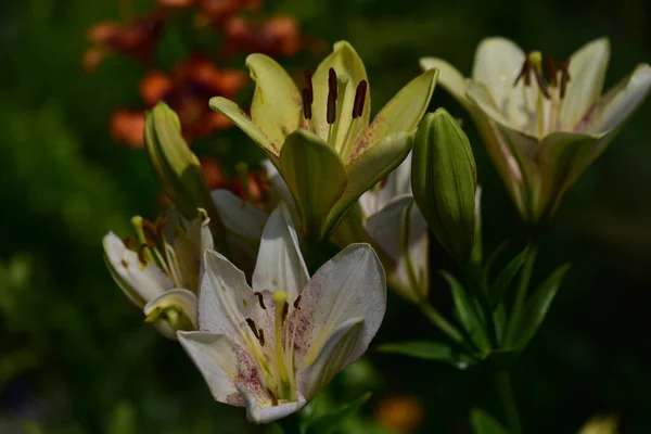 Beaux Lis Poussant Dans Jardin Journée Ensoleillée Été — Photo