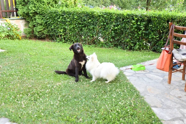 Cães Bonitos Divertindo Livre Dia Verão — Fotografia de Stock