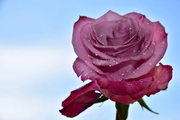 Красивый Цветок Розы Голубом Фоне Неба — стоковое фото