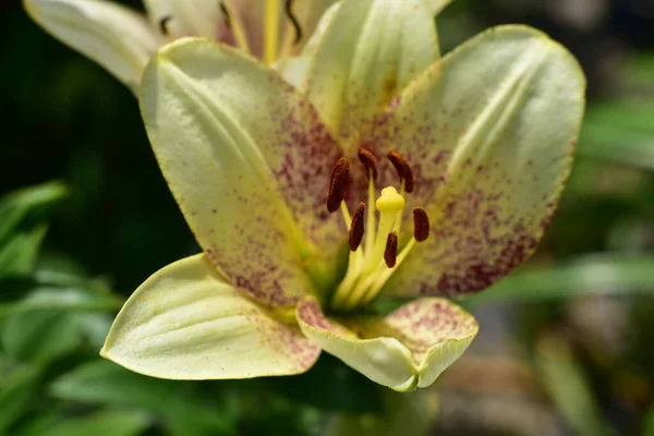 Beaux Lis Poussant Dans Jardin Journée Ensoleillée Été — Photo