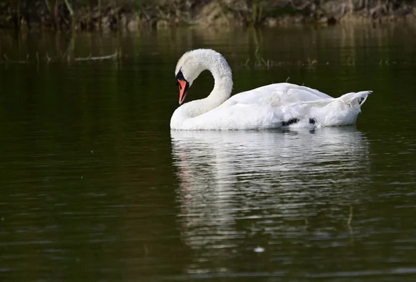 Yaz günü göl suyunda yüzen güzel bir kuğu. 