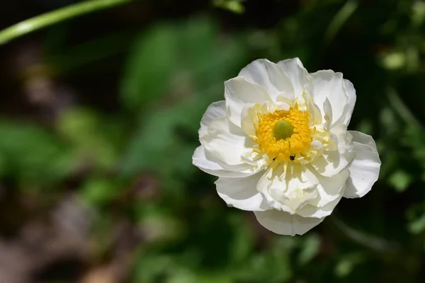 Belle Fleur Poussant Dans Jardin Jour Ensoleillé — Photo