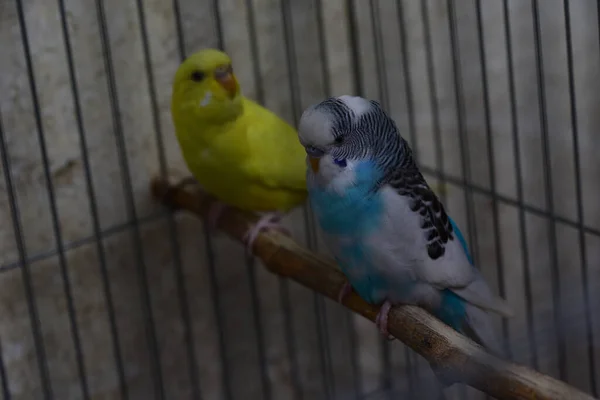 Cute Little Parrots Resting Stick Zoo Close View — Stock Photo, Image
