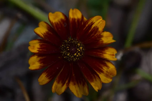 Vackra Blommor Xer Trã Dgã Rden Sommaren Solig Dag — Stockfoto