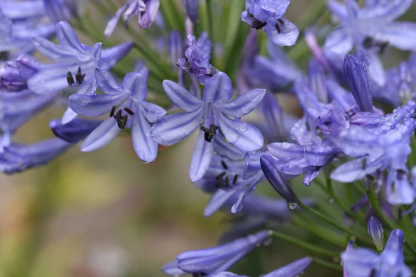 Hermosas Flores Que Crecen Jardín Verano Día Soleado — Foto de Stock