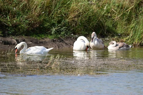 Schöne Schwäne Schwimmen Sommertagen Auf Der Wasseroberfläche Des Sees — Stockfoto