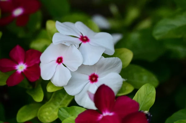 夏の晴れた日に庭で育つ美しい花 — ストック写真