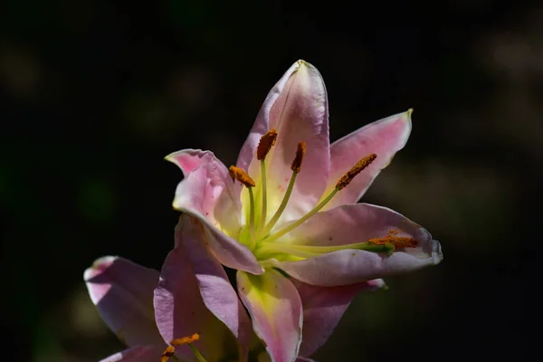Bela Flor Lírio Crescendo Jardim Verão Dia Ensolarado — Fotografia de Stock