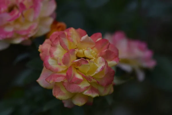 Hermosas Flores Que Crecen Jardín Verano Día Soleado —  Fotos de Stock