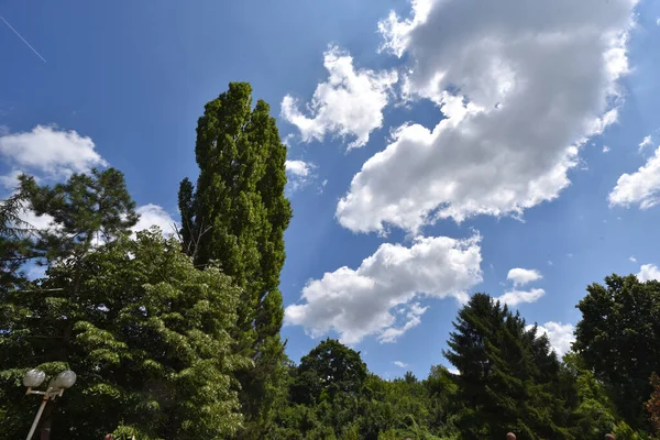 蓝天背景下的绿色夏季森林景观 — 图库照片