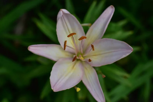 Krásná Lilie Květiny Rostoucí Zahradě Létě Slunečný Den — Stock fotografie