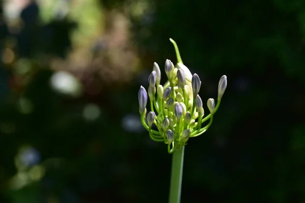 Bela Flor Crescendo Jardim Dia Ensolarado — Fotografia de Stock